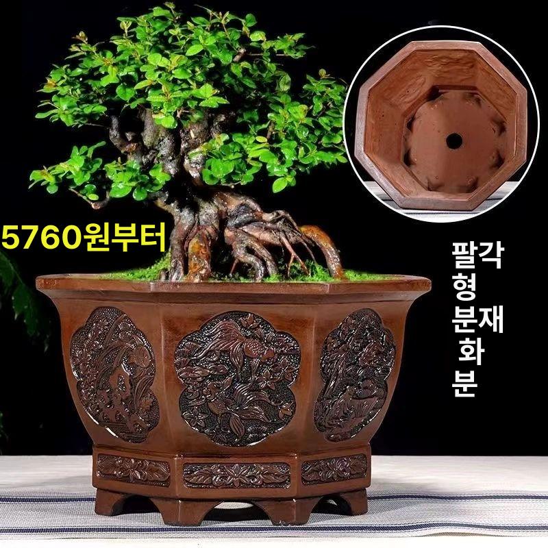 대형 원예 분재 화분 분갈이 식물 조경 인테리어 장식 선물 소나무 꽃 묘목 - 상세 이미지 4