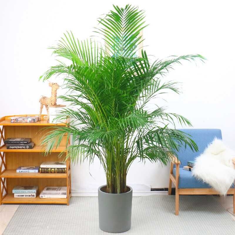 인조 나무가지 장식 대형 아레카야자 야자수 150cm 고품질 플라스틱 실크 나뭇잎 실내 - 상세 이미지 3