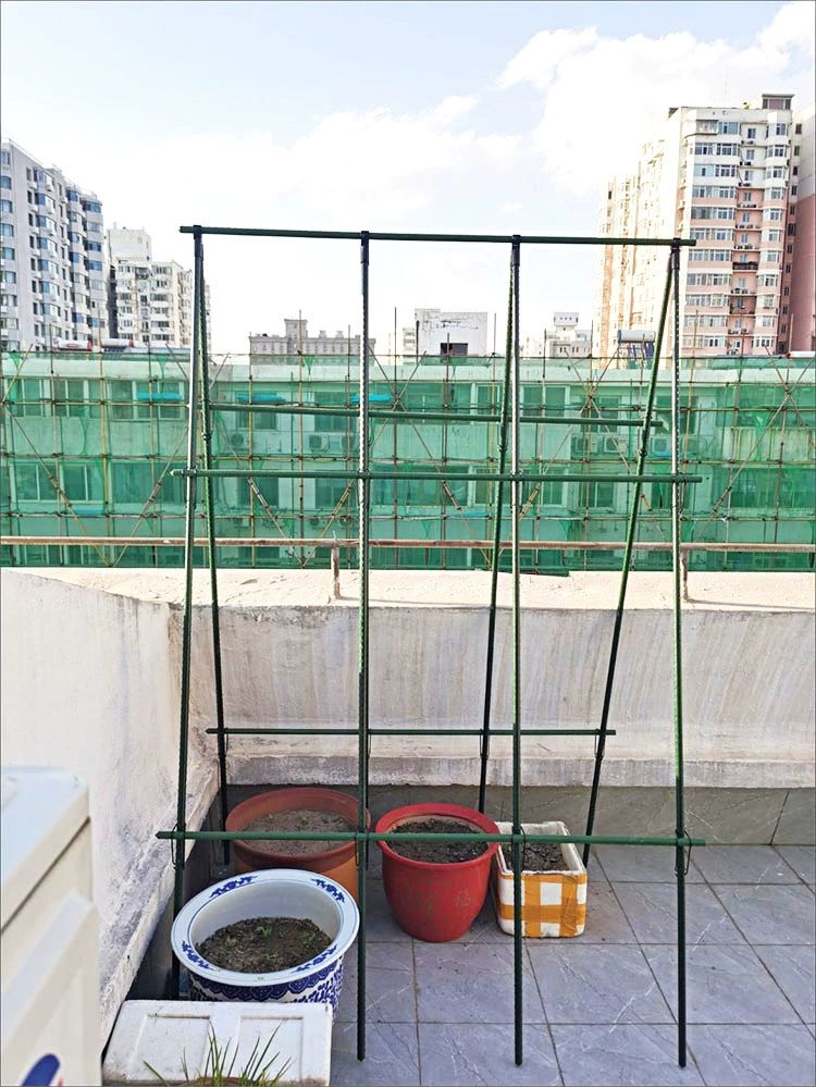 텃밭 작물 삼각 식물 지지대 덩쿨 넝쿨 대형 수세미 농자재 야채 키우기 등반 - 상세 이미지 5