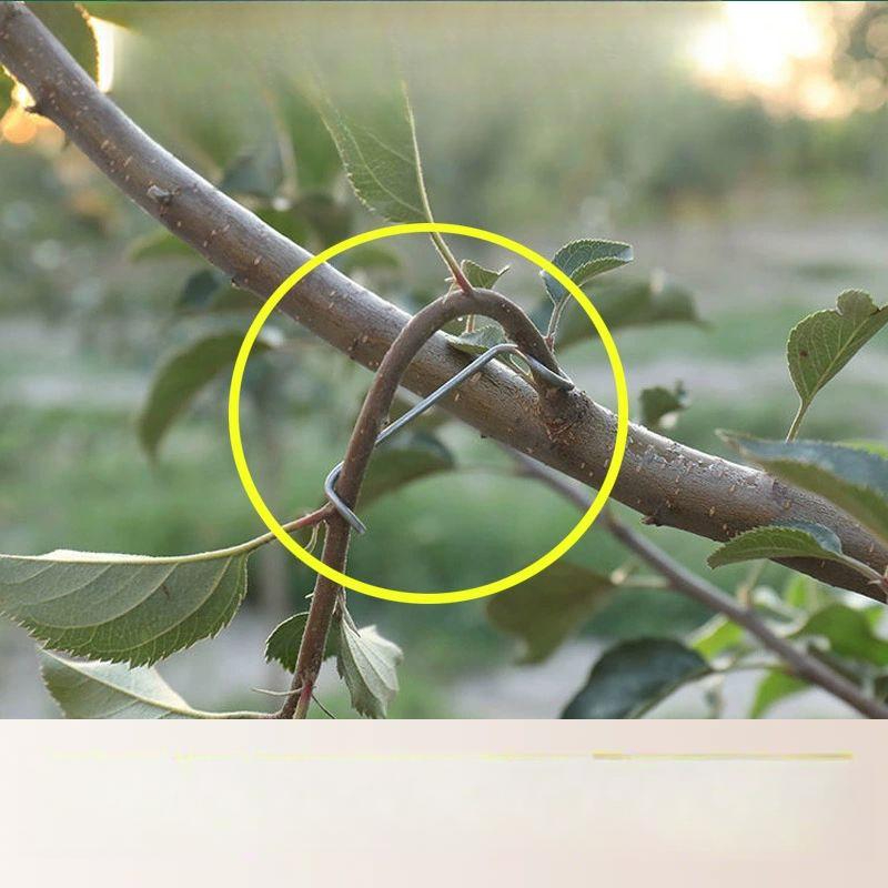 나뭇가지 지지대 철제 유인 고리 지주대 묘목 녹색 고정대 과수 클립 나무가지 - 상세 이미지 2