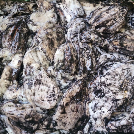 생물 갑오징어 1kg 신선식품 갑오징어통찜 신선해산물