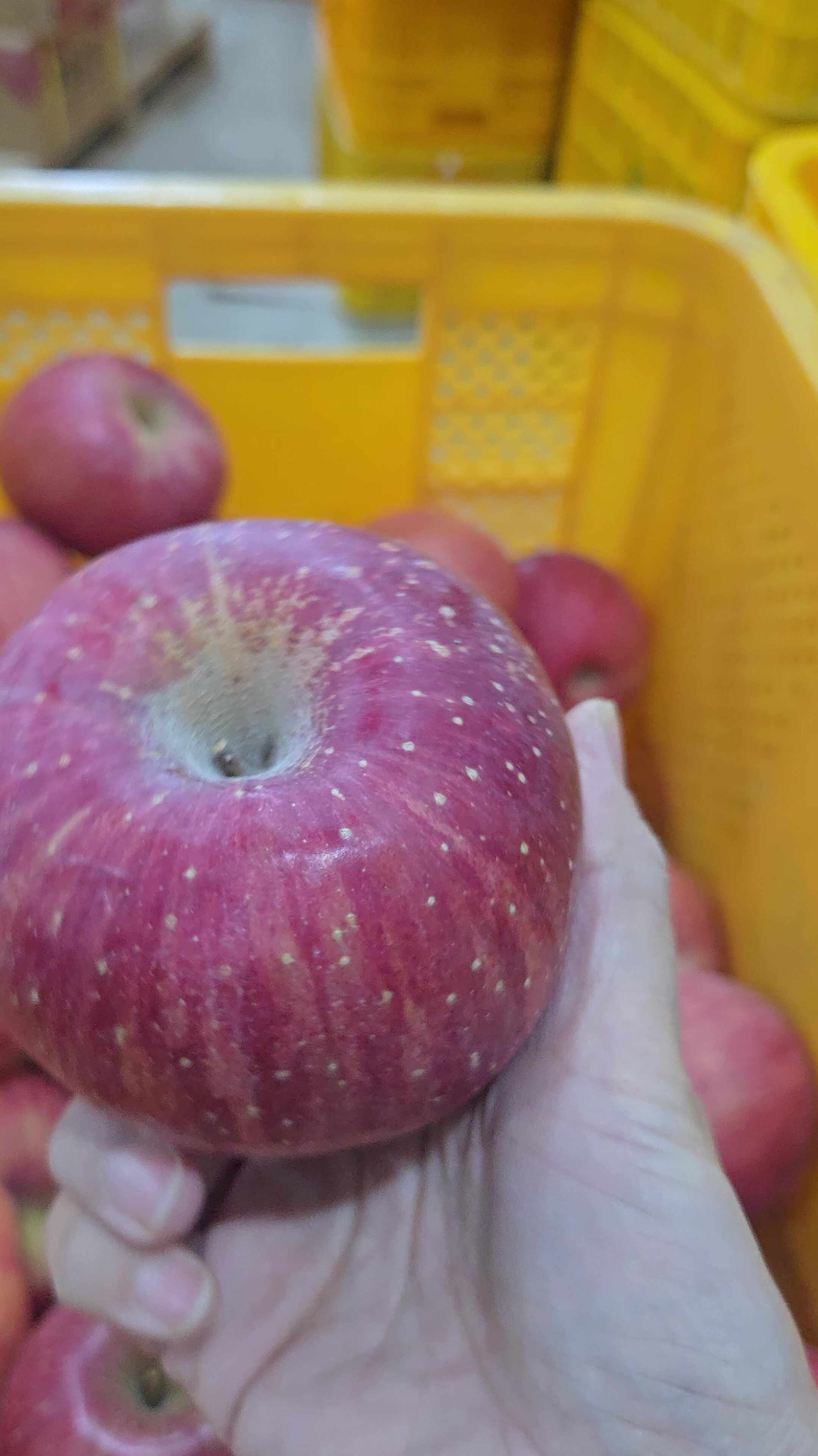 문경사과 주심농장 부사 시나노골드 감홍 가정용 선물용 껍질째먹는사과 4.5kg GAP — 이런 분들께 특히 추천해요