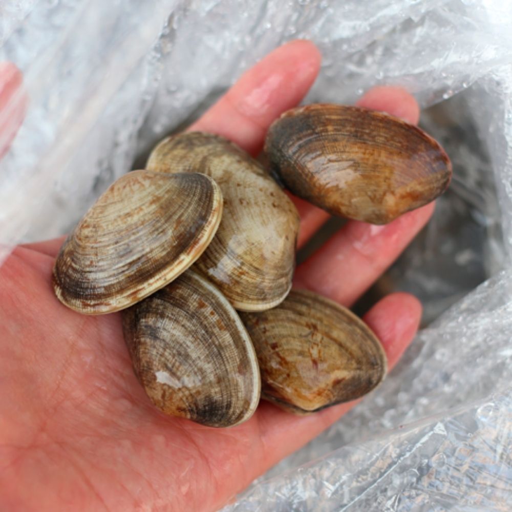 바지락제철 문어바지락 물 왕 깐바지락살 조갯살 냉동 500g - 상품 이미지