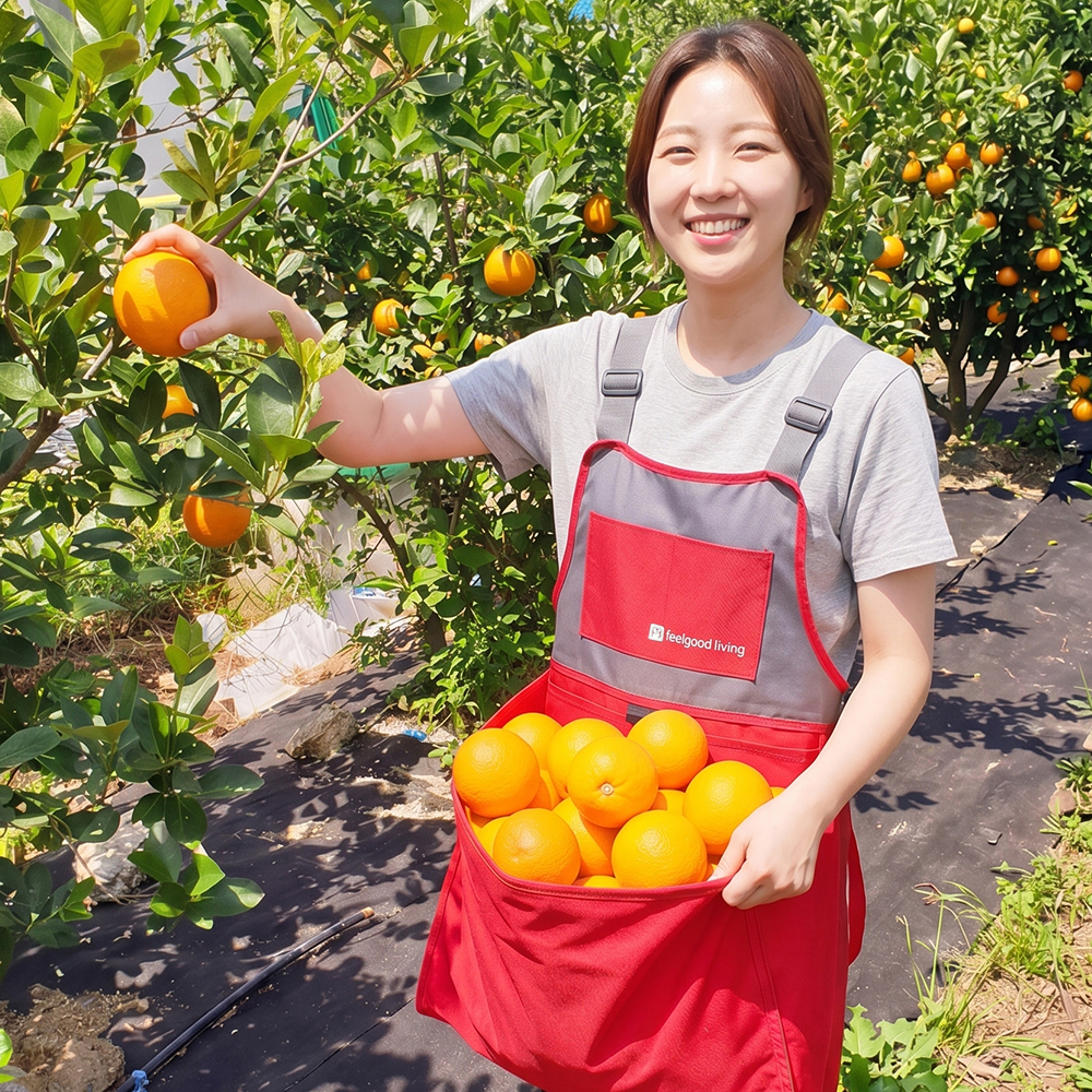 필굿리빙 수확 앞치마 캥거루 수확용 감따는 과일 원예용 농사용 고사리 농사 이미지 1