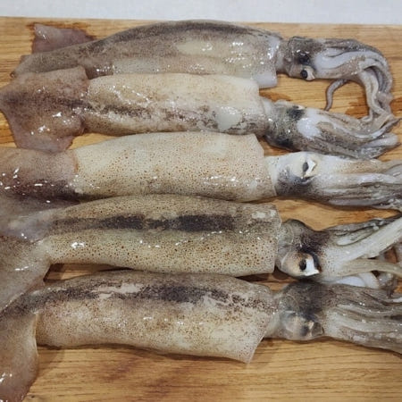 업체협력사 냉동 오징어 6미 손질통오징어 생오징어 냉동해물