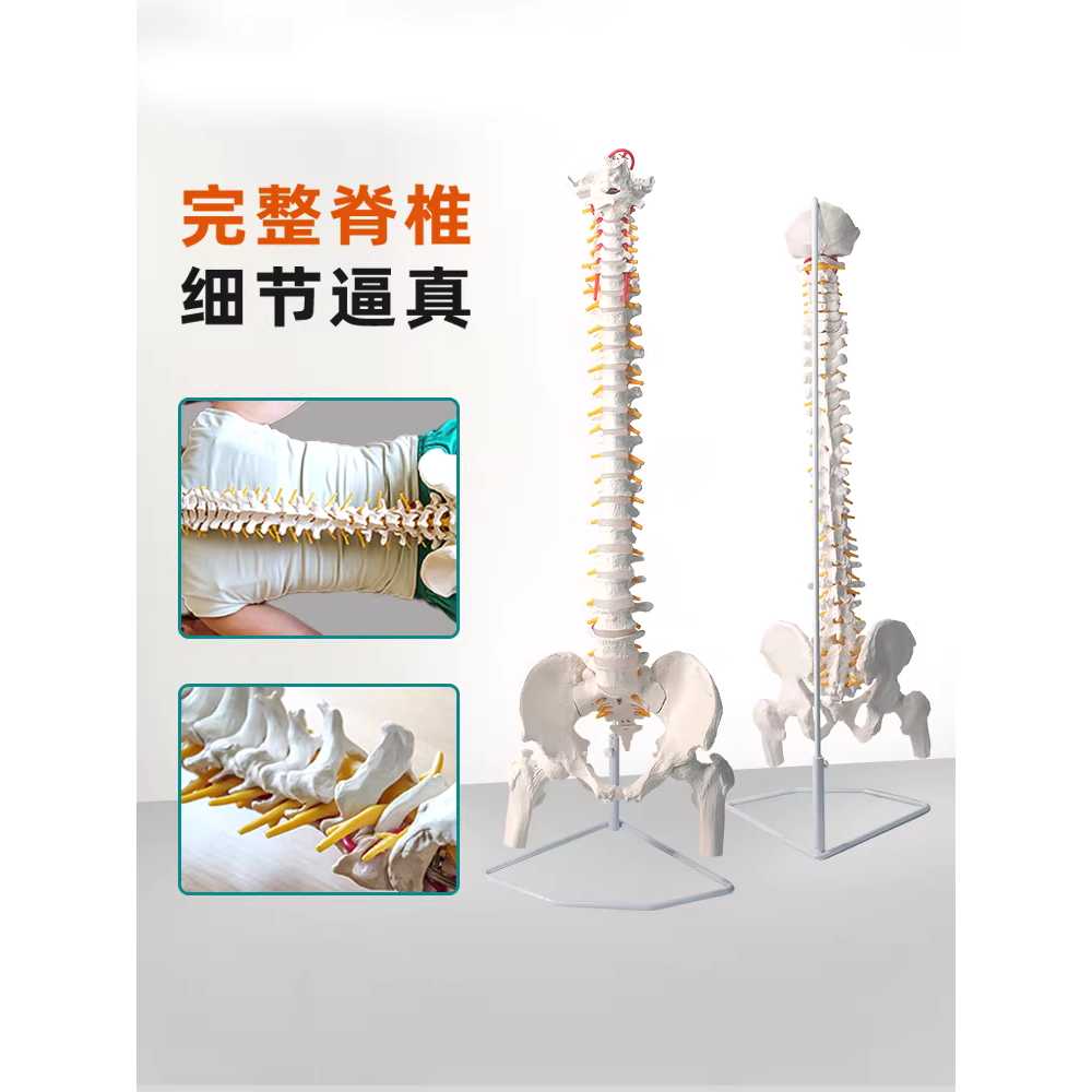 척추 모형 골격 뼈 인체 전신 골반 연구실 실험실 장비 85cm - 상세 이미지 3