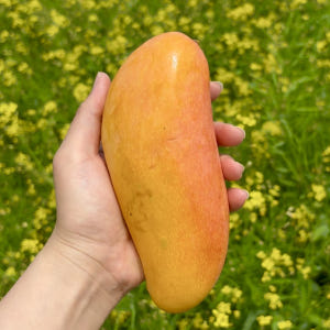 고당도 골드망고 애플망고 무지개망고 가정용 선물세트 맛있게 먹은 솔직 후기 - 상품 이미지 4