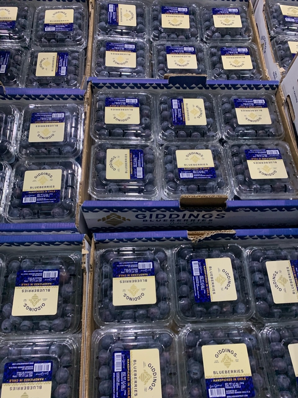 국산 제철 당일수확 생블루베리 생과 200g (26년 햇과일) 이미지 2