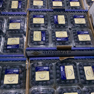 국산 제철 당일수확 생블루베리 생과 200g (26년 햇과일) 맛있게 먹은 솔직 후기 - 상품 이미지 2