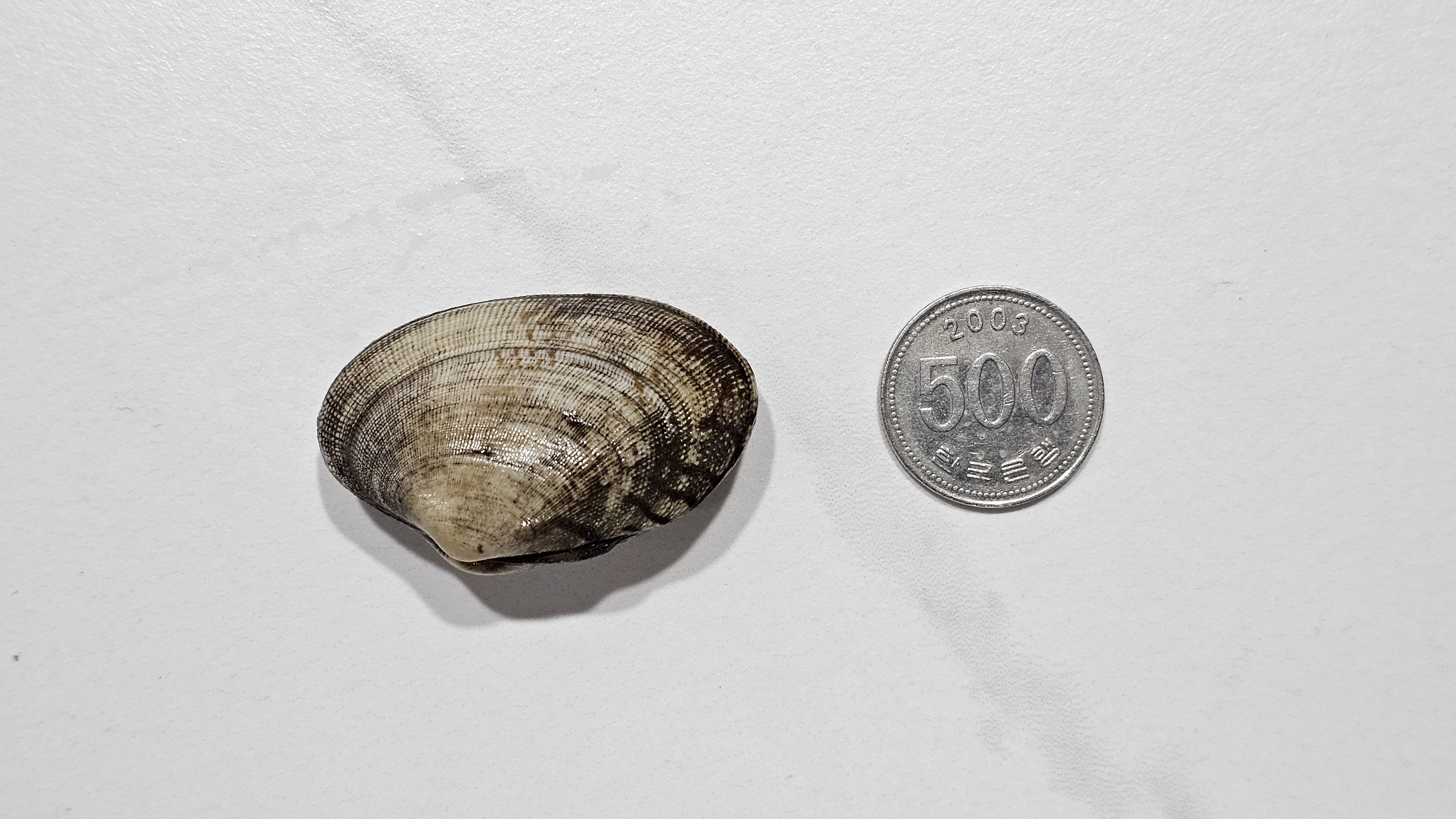 바지락제철시기 문어바지락 물 해감 활 왕 대왕 1kg - 상세 이미지 3