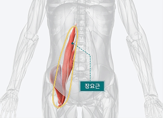 닥터장요힐 장요근마사지기 바디괄사 장요근 마사지 림프순환 판매처 상세 정보 이미지 2