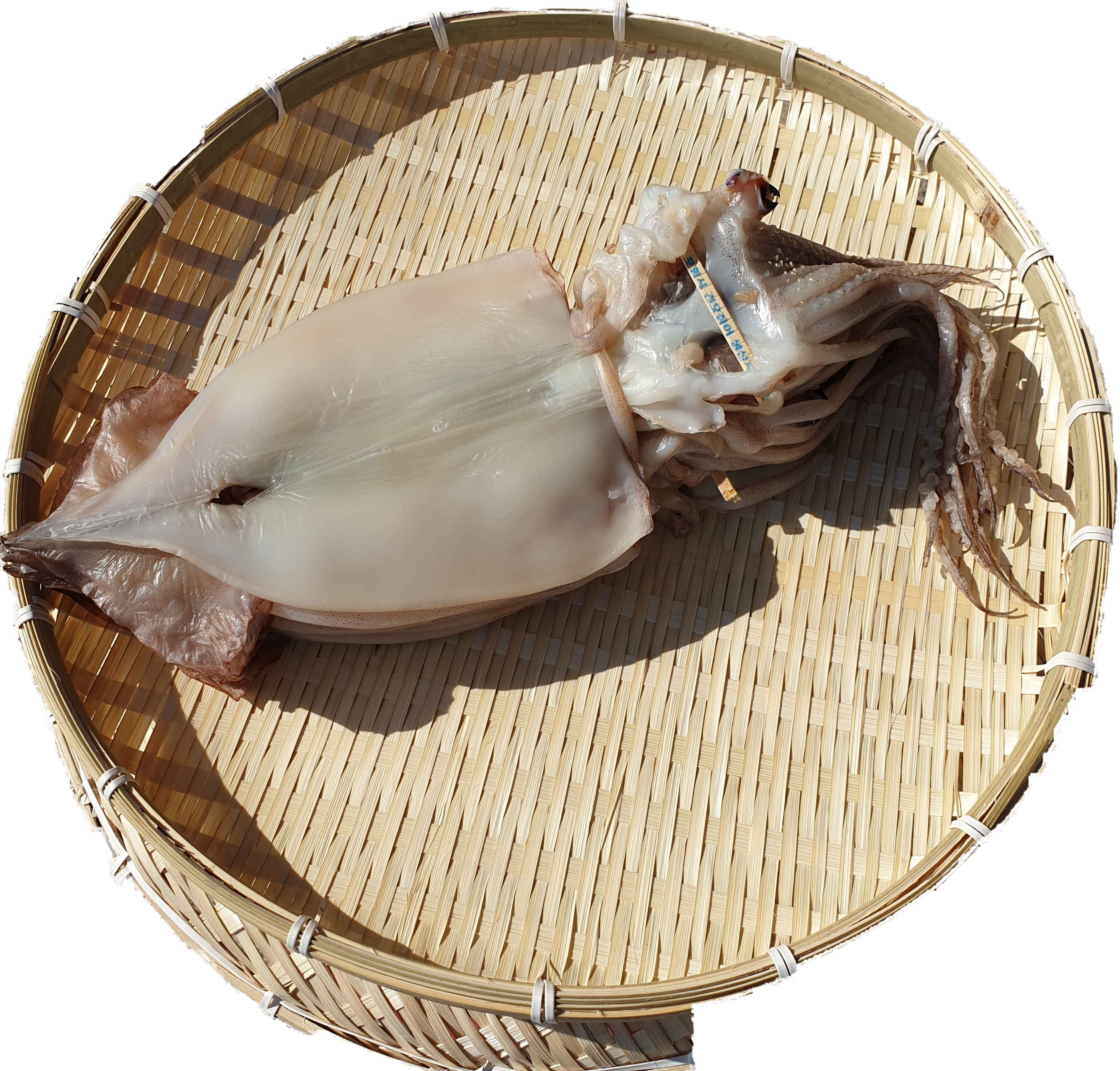 반건조오징어 피데기 마른오징어 건 파지 파품 - 상세 이미지 2