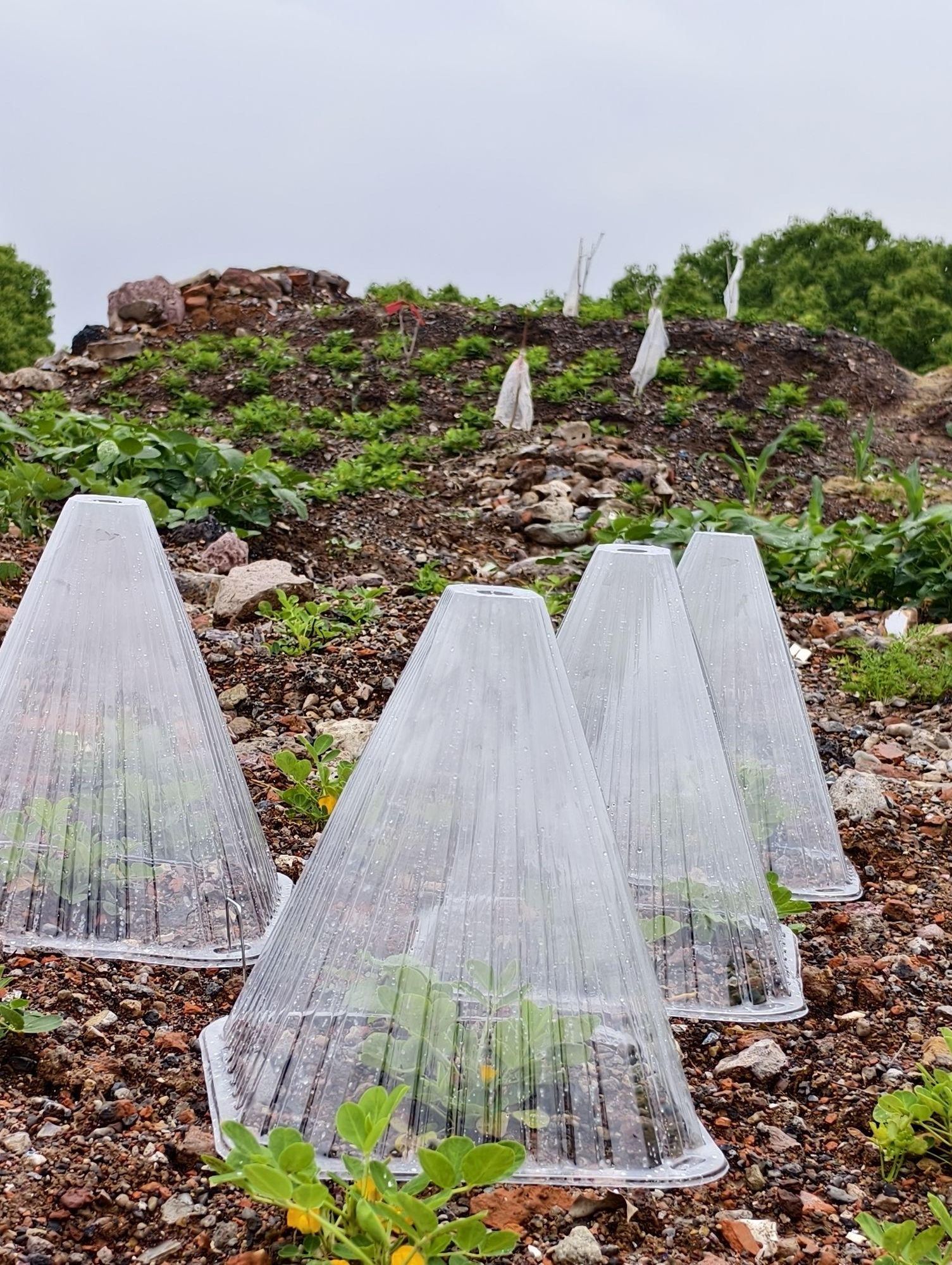식물 보호 덮개 방충 텃밭 깔때기 야외 모종 가정용 보온 농업용 - 상세 이미지 3