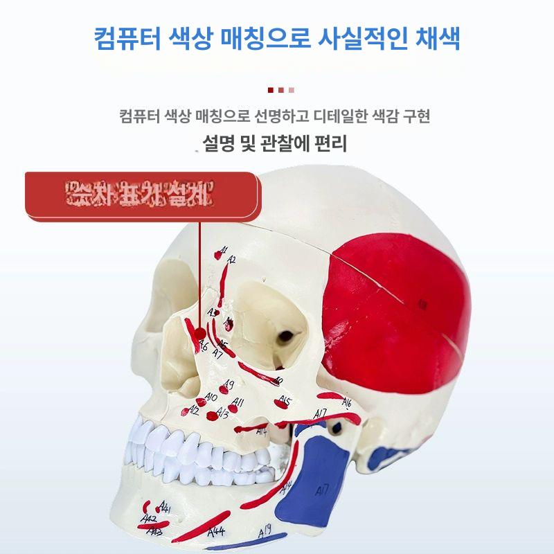 해골 모형 할로윈 교육용 공룡 수업자료 골격 전신 소품 장식 해부 뼈대 스케치 인체 인간 - 상세 이미지 5