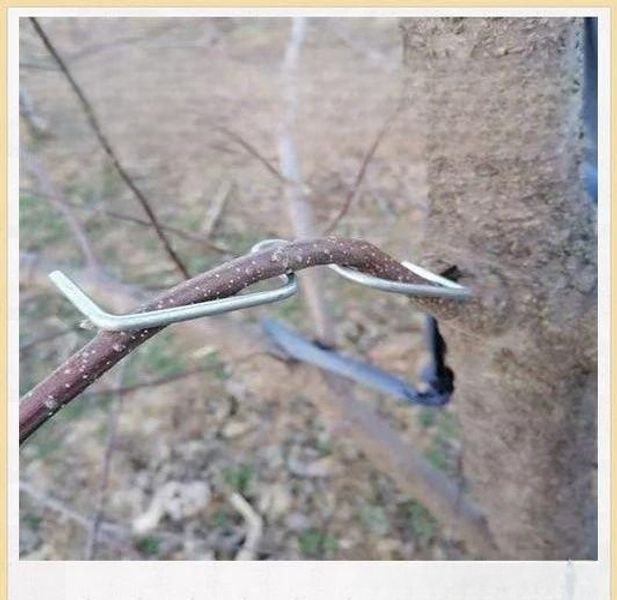 나무 가지 고정 철사 복숭아 식물 줄기 묘목 과일 지지대 농작물 - 상세 이미지 2