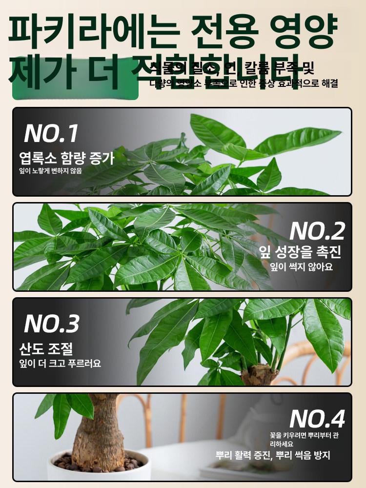 돈나무 영양제 식물 전용 황변 시듦 뿌리 썩음 발근제 - 상세 이미지 3