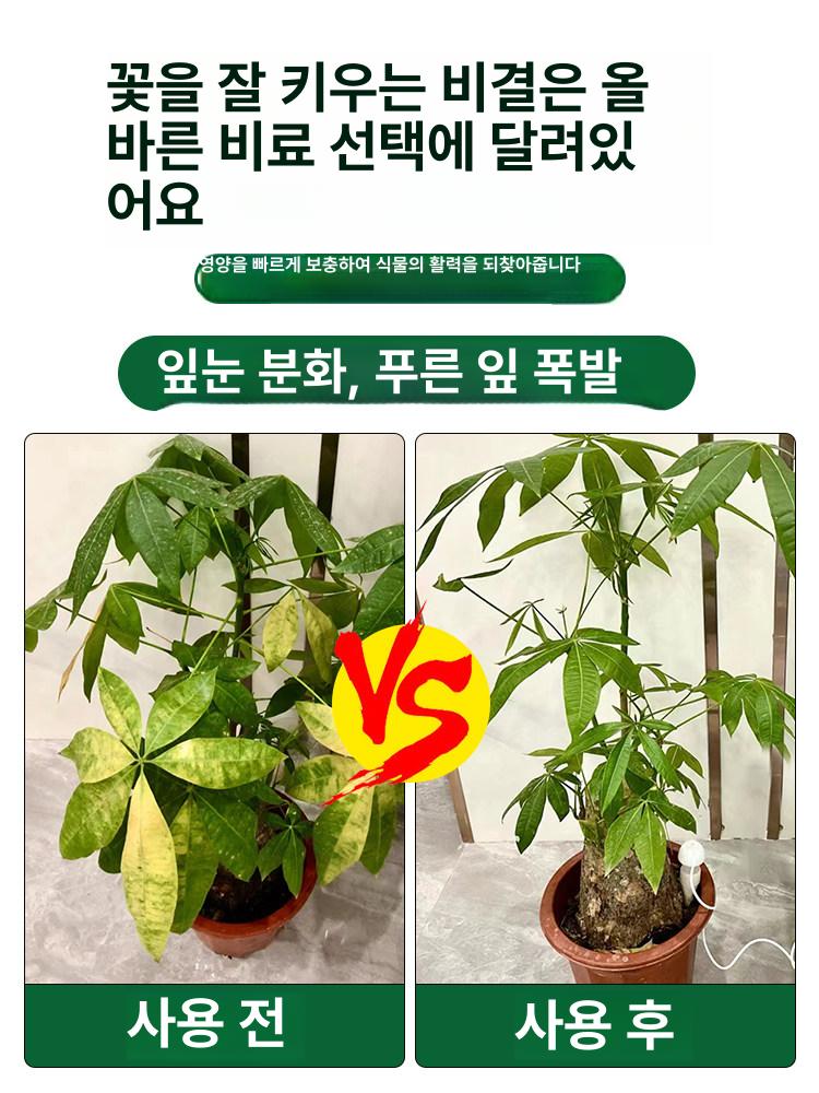 돈나무 영양제 식물 전용 황변 시듦 뿌리 썩음 발근제 - 상세 이미지 4
