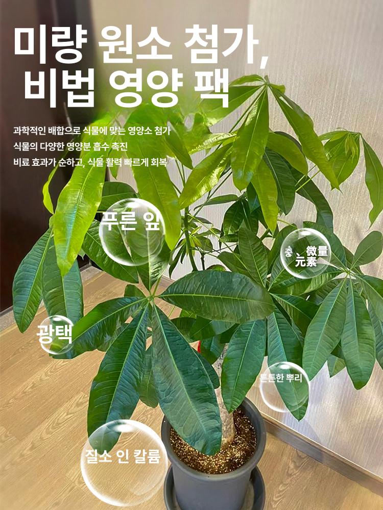 돈나무 영양제 식물 전용 황변 시듦 뿌리 썩음 발근제 - 상세 이미지 5