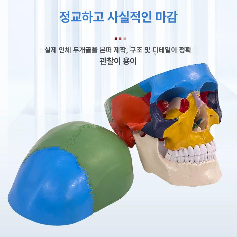 해골 모형 할로윈 교육용 공룡 수업자료 골격 전신 소품 장식 해부 뼈대 스케치 인체 인간 - 상세 이미지 4