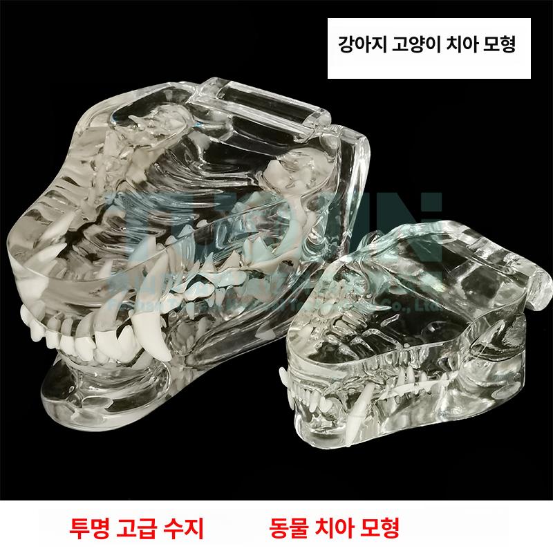 교육용 치아모형 동물 강아지 고양이 덴탈모델 수의학 동물병원용 반려동물 비글 달마시안 - 상세 이미지 2