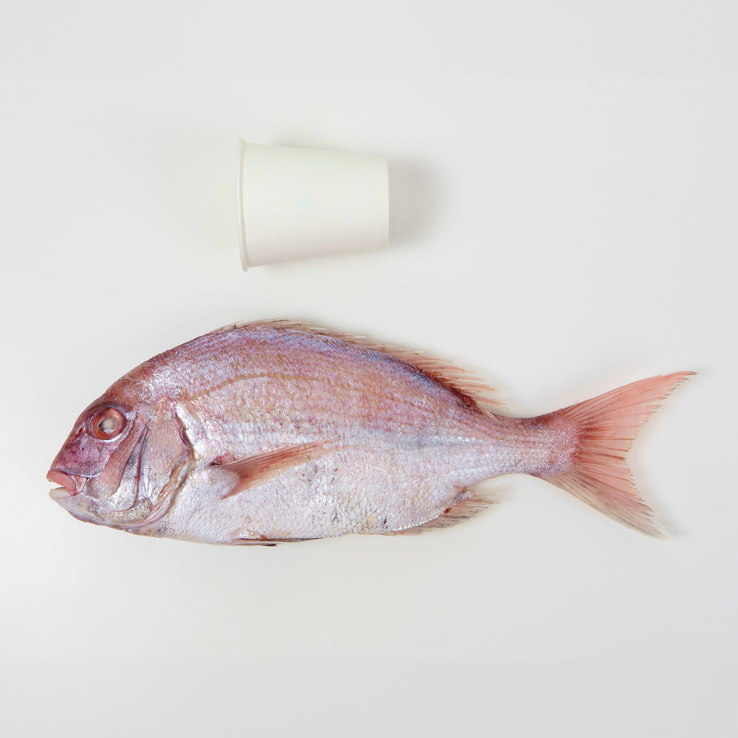 손질 참돔 500g(1미) 1kg 도미 통영 제수용생선 2026 대한민국 수산대전 - 상세 이미지 4