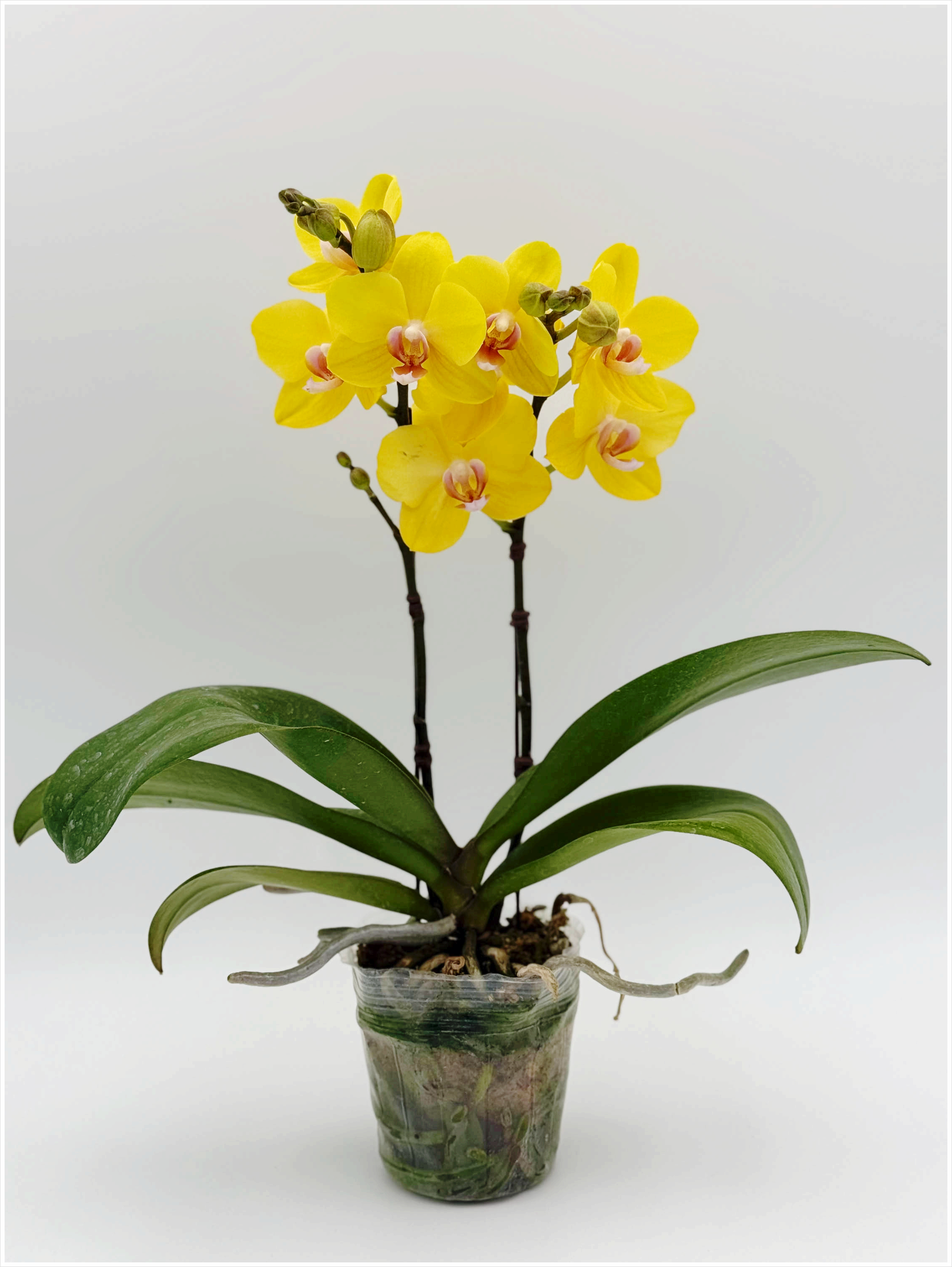 호접란 골든킹