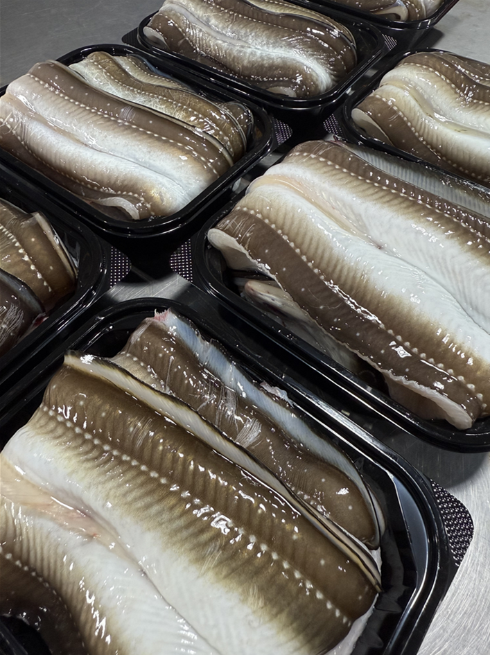 통영 자연산 손질 바다장어 대 1kg 손질 후 800g 장어 아나고 붕장어 보양식 이미지 3