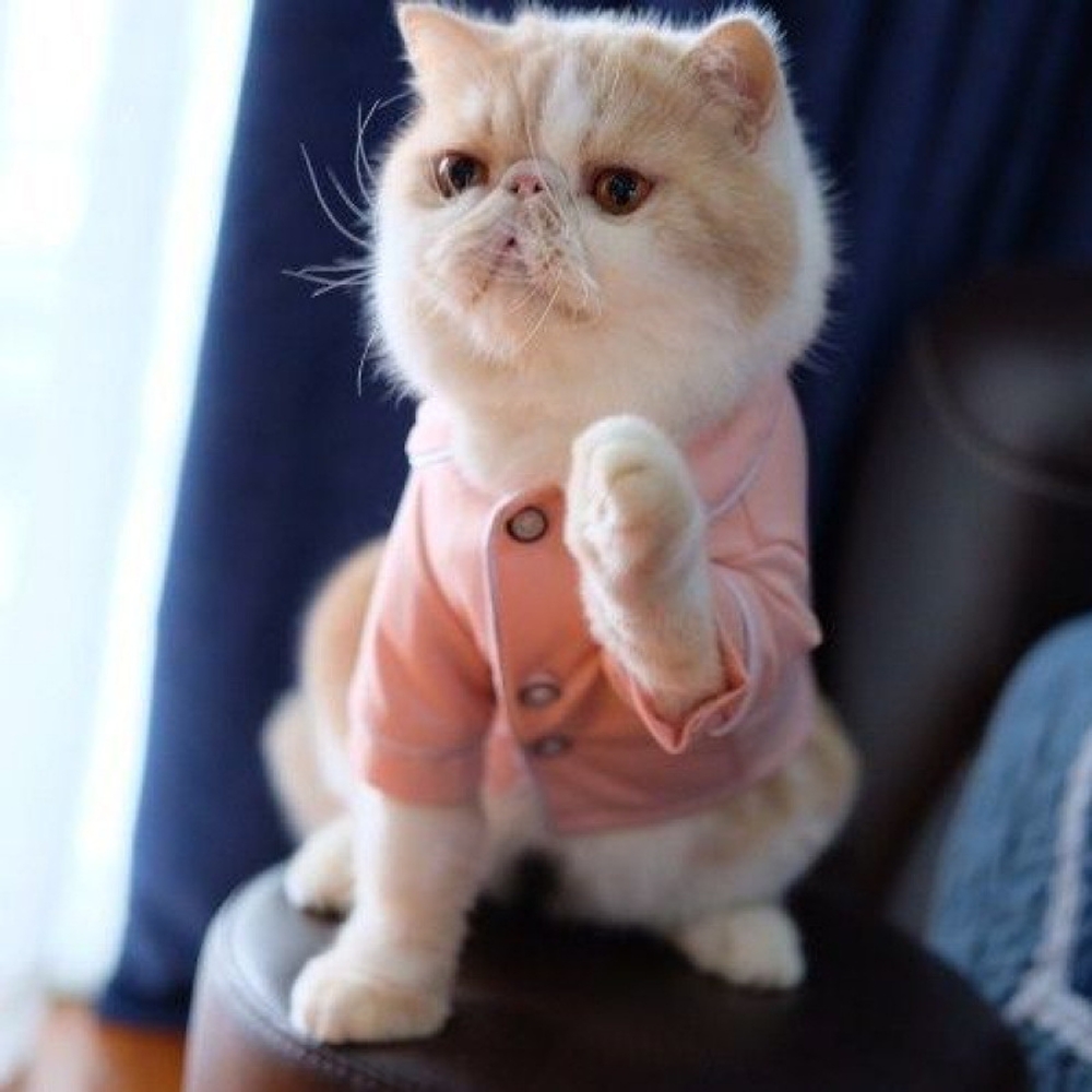 강아지 고양이 잠옷 파자마 세트 인싸템 여름 얇은 실내복 홈웨어 애견의류 비숑 푸들 프랑스 블랙잠옷 XS [0.5~1.0kg 권장] - 상세 이미지 2