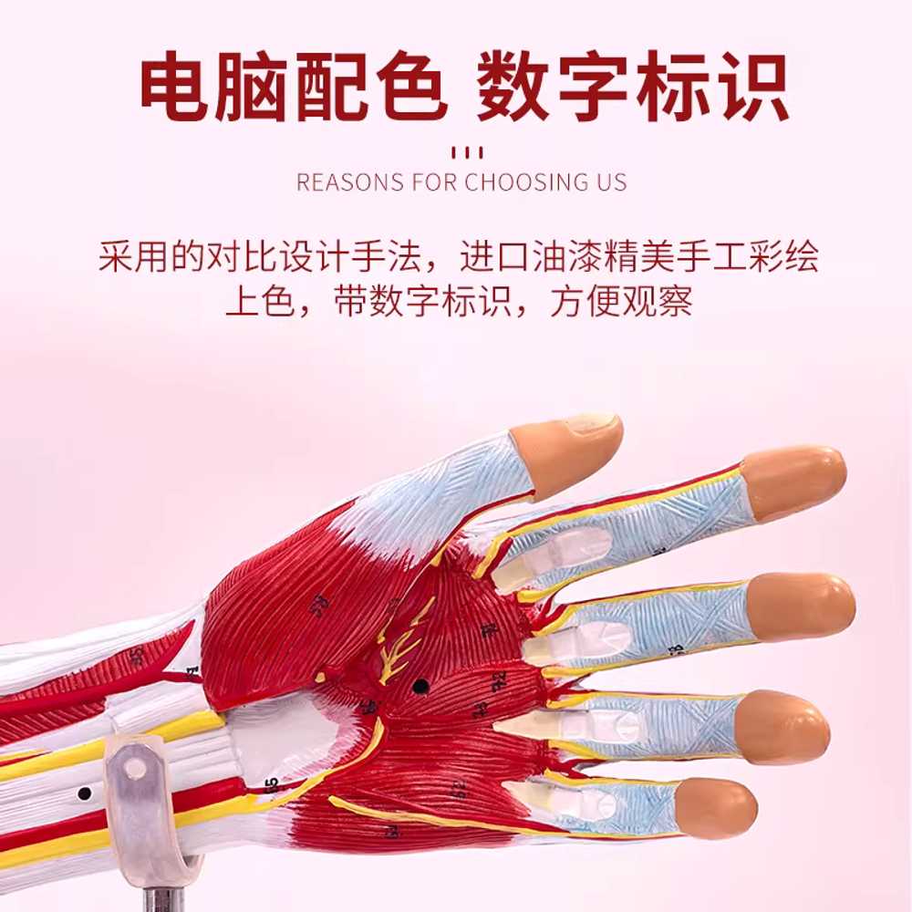 팔 근육 모형 교육용 실험 인체 혈관 신경 해부학 도구 - 상세 이미지 3