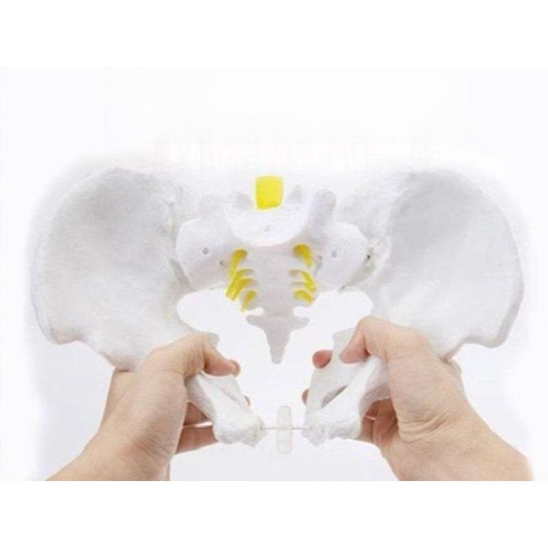 여성 골반 산부인과 대퇴골 신체 병원 뼈 허리 밴드 모형 교육 골반저근 - 상품 이미지