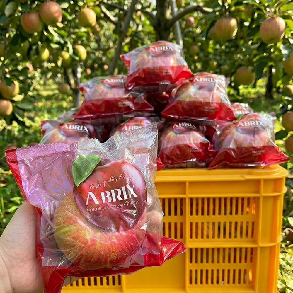 산지직송 영주 껍찔째 먹는 세척사과 2.5kg 5kg 부사 꿀사과 - 상품 이미지