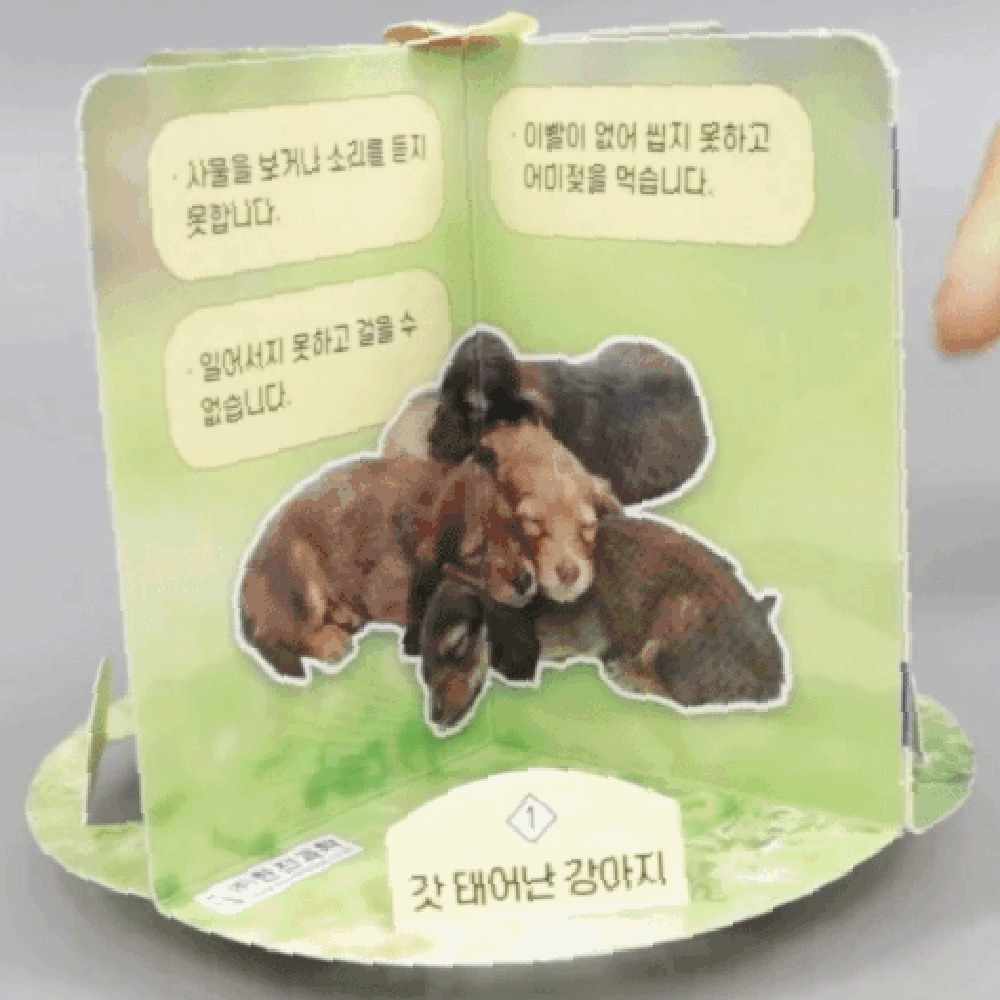 생명주기탐구 초등과학실험학습교구개의한살이탐구 생물과학개의한살이만들기 - 상품 이미지