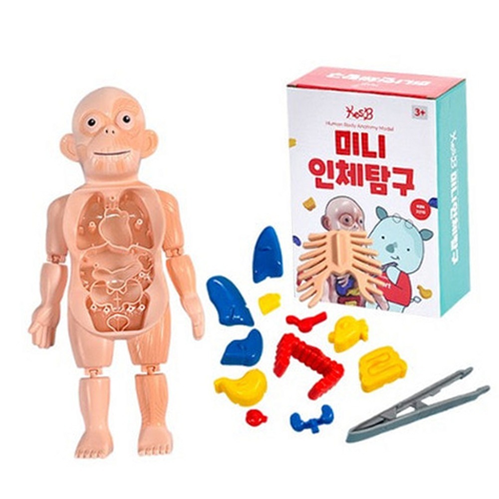 소근육발달인체모형 초등과학생명과학인체탐구모형 미니사이즈탐구학습 - 상품 이미지