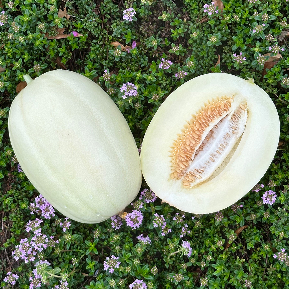 GAP 고당도 설향 메론 제철과일 2kg, 1개 - 상품 이미지