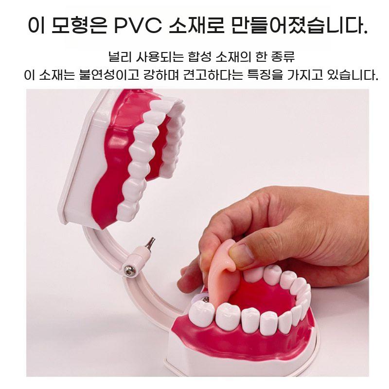 인체 치아 모형 치과 구강 구조 교육용 실습 교구 이빨 모델 틀니 - 상세 이미지 3