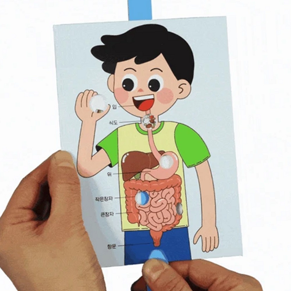 만들기체험방과후수업 교과연계학습생명과학소화과정모형 단계별학습과학실험인체기관모형 4인세트 - 상품 이미지