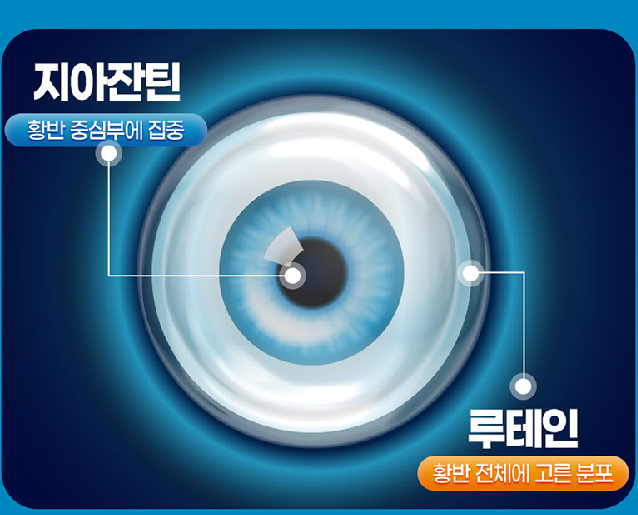 루테인지아잔틴아스잔틴 눈피로감 아스티잔틴 아스타진틴 - 상세 이미지 5