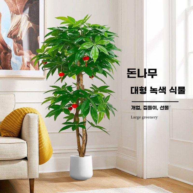 인조 금전수 돈나무 조화 화분 행운 인조꽃 개업 사무실 0.6m 행운목 - 상세 이미지 4