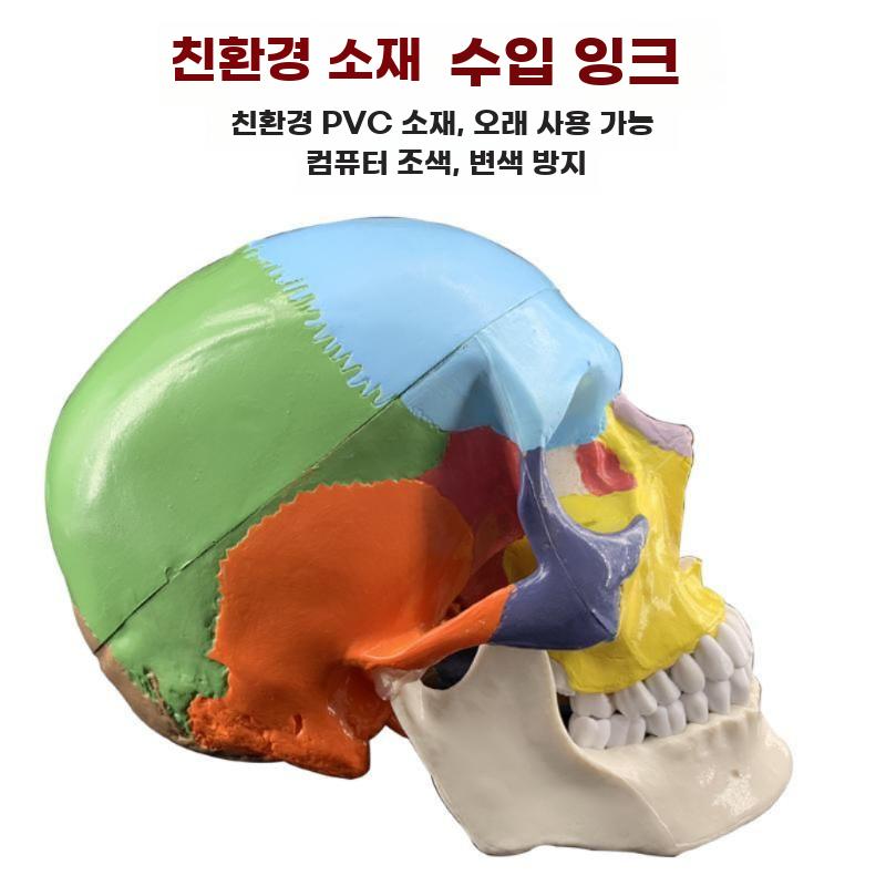 두개골모형 해골 머리뼈 모델 머리 골격 구조 표본 분리형 컬러 두개골 - 상세 이미지 2
