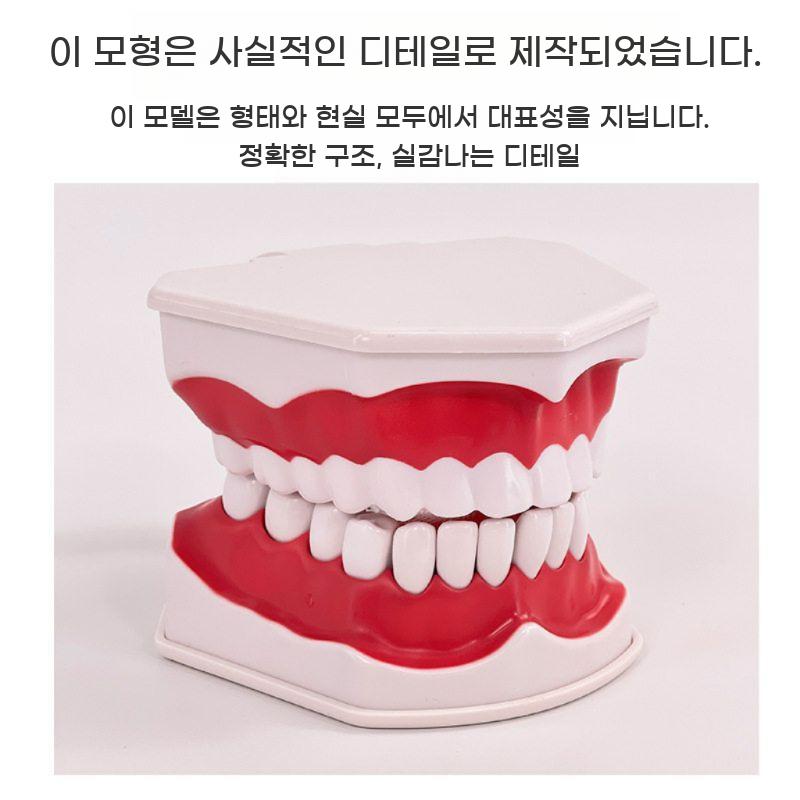 인체 치아 모형 치과 구강 구조 교육용 실습 교구 이빨 모델 틀니 - 상세 이미지 4
