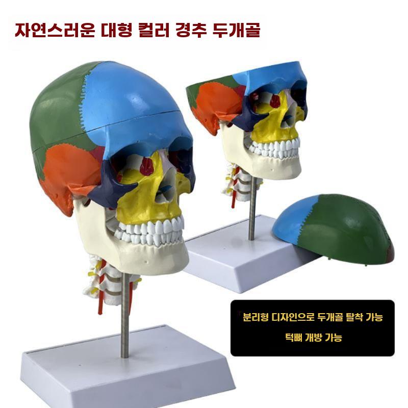 두개골모형 해골 머리뼈 모델 머리 골격 구조 표본 분리형 컬러 두개골 - 상세 이미지 3