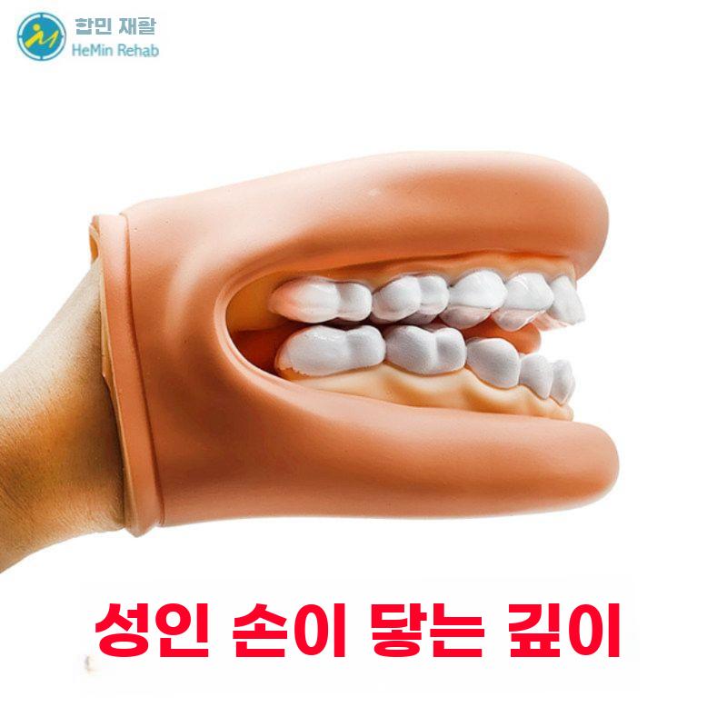구강모형 영어발음 교육 치아 모형 치과 이빨 모델 실습 표준모델 - 상세 이미지 3