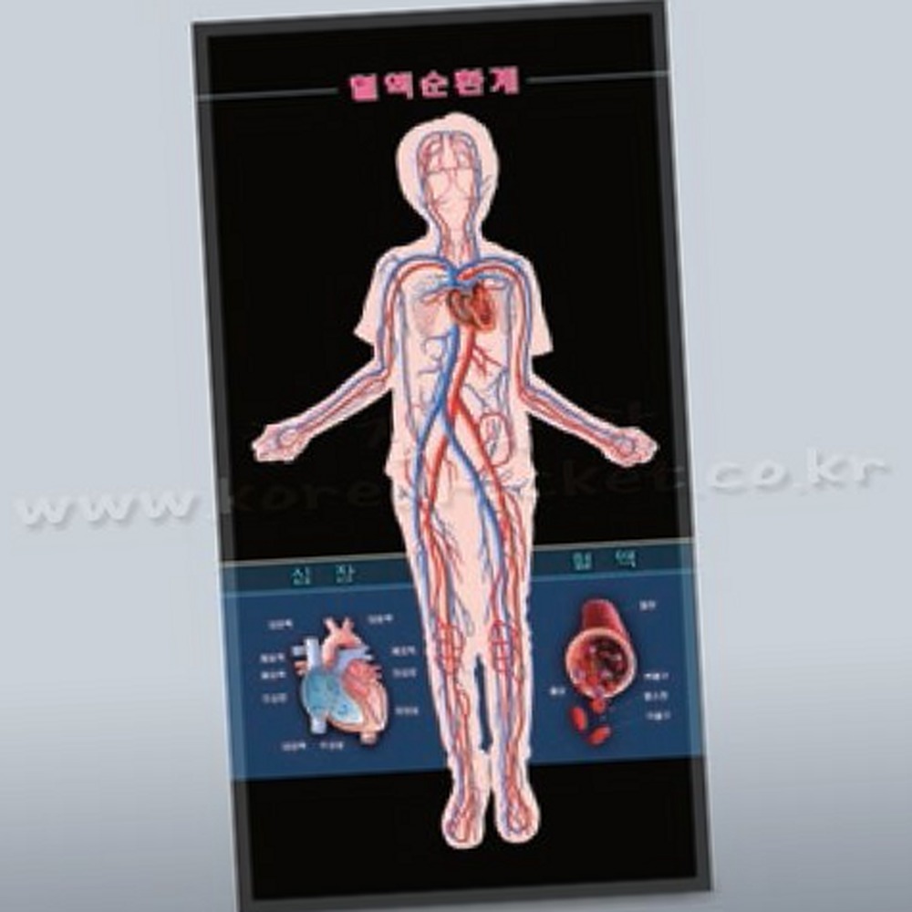 생명과학교구생물관찰인체순환모형 초등고학년 인체탐구혈액순환계모형 - 상품 이미지