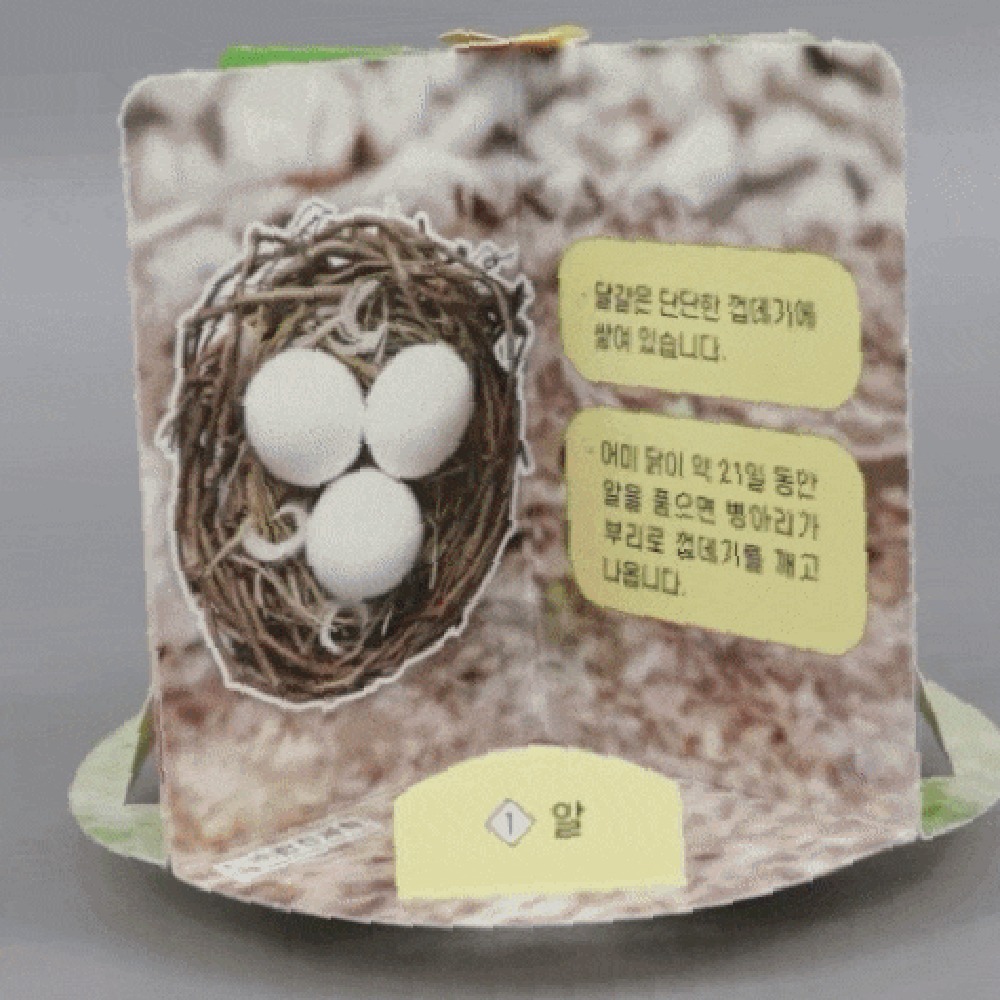 맞춤형양면테이프생물관찰닭성장과정키트 초등생물가정학습닭의한살이교구 회전관찰판초등저학년닭생애주기만들기 - 상품 이미지
