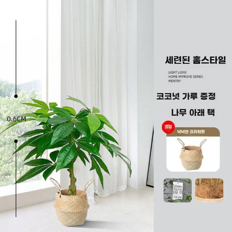 인조 금전수 돈나무 조화 화분 행운 인조꽃 개업 사무실 0.6m 행운목 - 상세 이미지 2