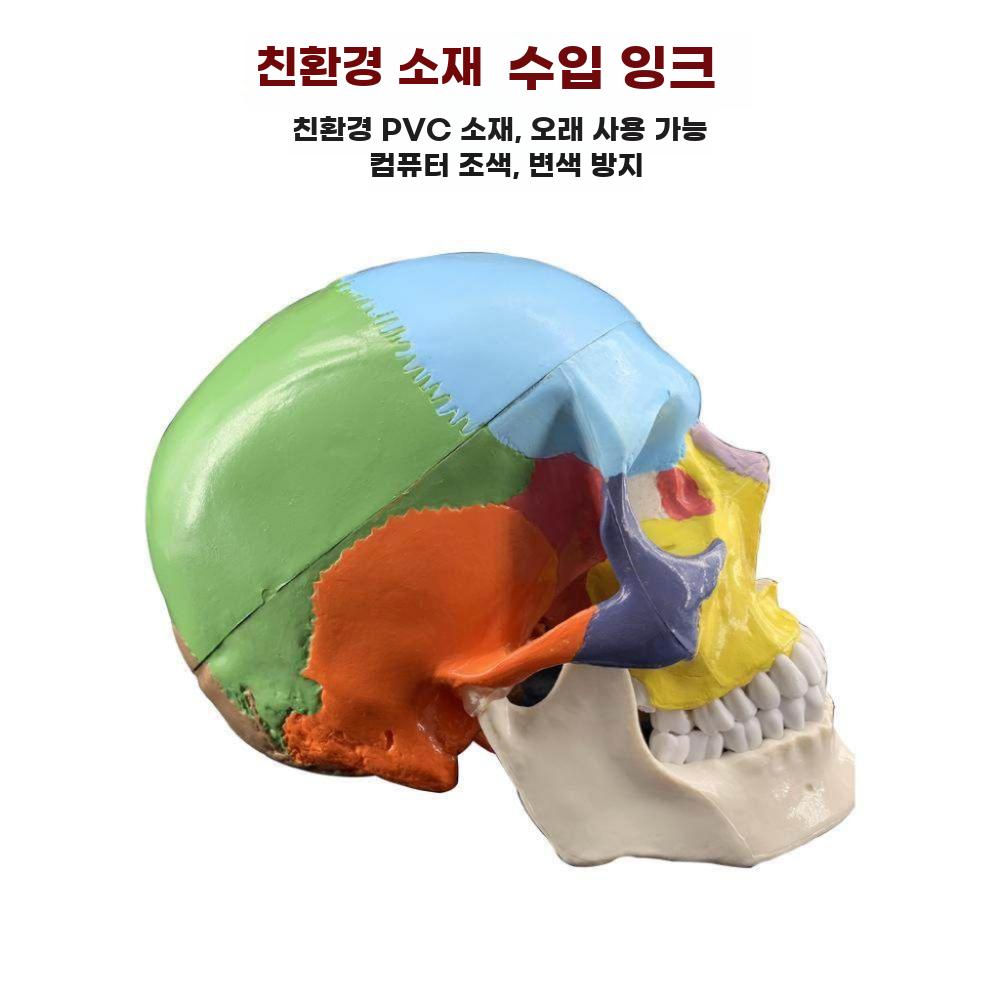 두개골모형 해골 머리뼈 모델 머리 골격 구조 표본 분리형 컬러 두개골 - 상세 이미지 5