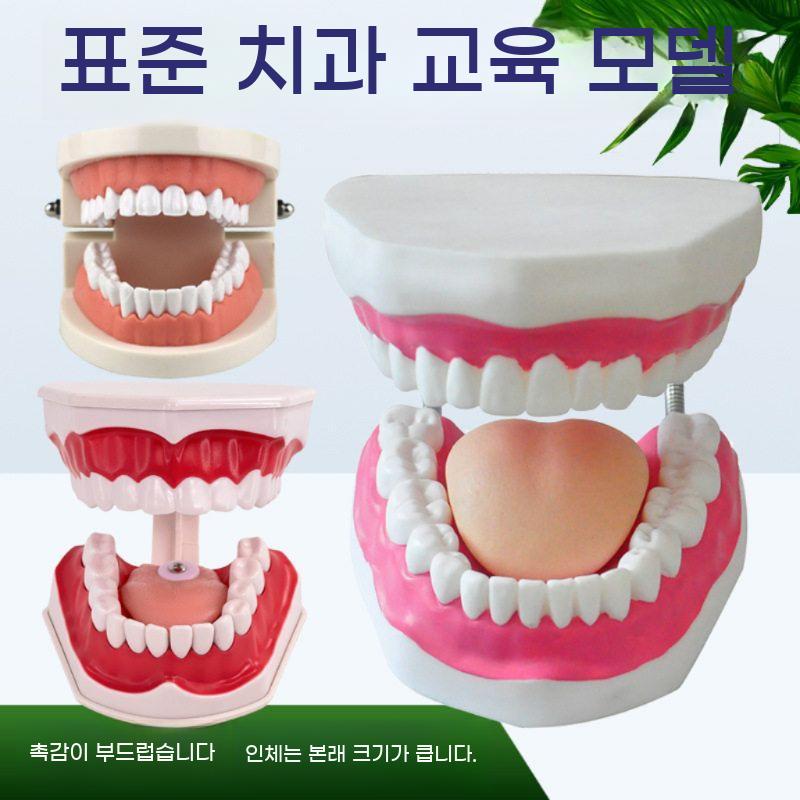 인체 치아 모형 치과 구강 구조 교육용 실습 교구 이빨 모델 틀니 - 상세 이미지 2