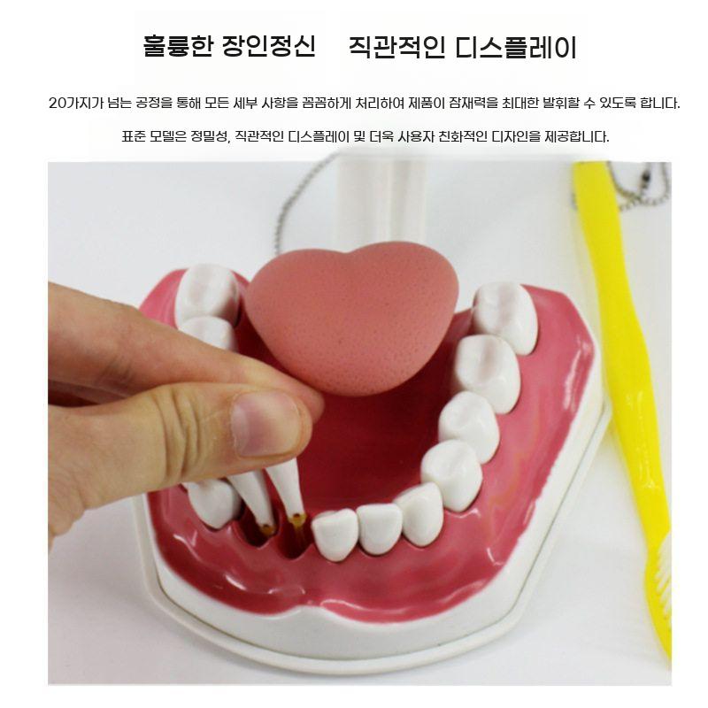 인체 치아 모형 치과 구강 구조 교육용 실습 교구 이빨 모델 틀니 - 상세 이미지 5