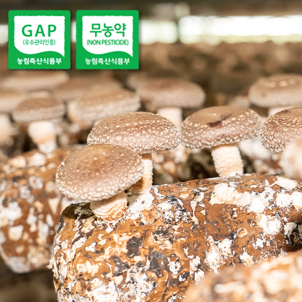 무농약 표고버섯 건표고버섯 500g 산지직송 - 상세 이미지 5