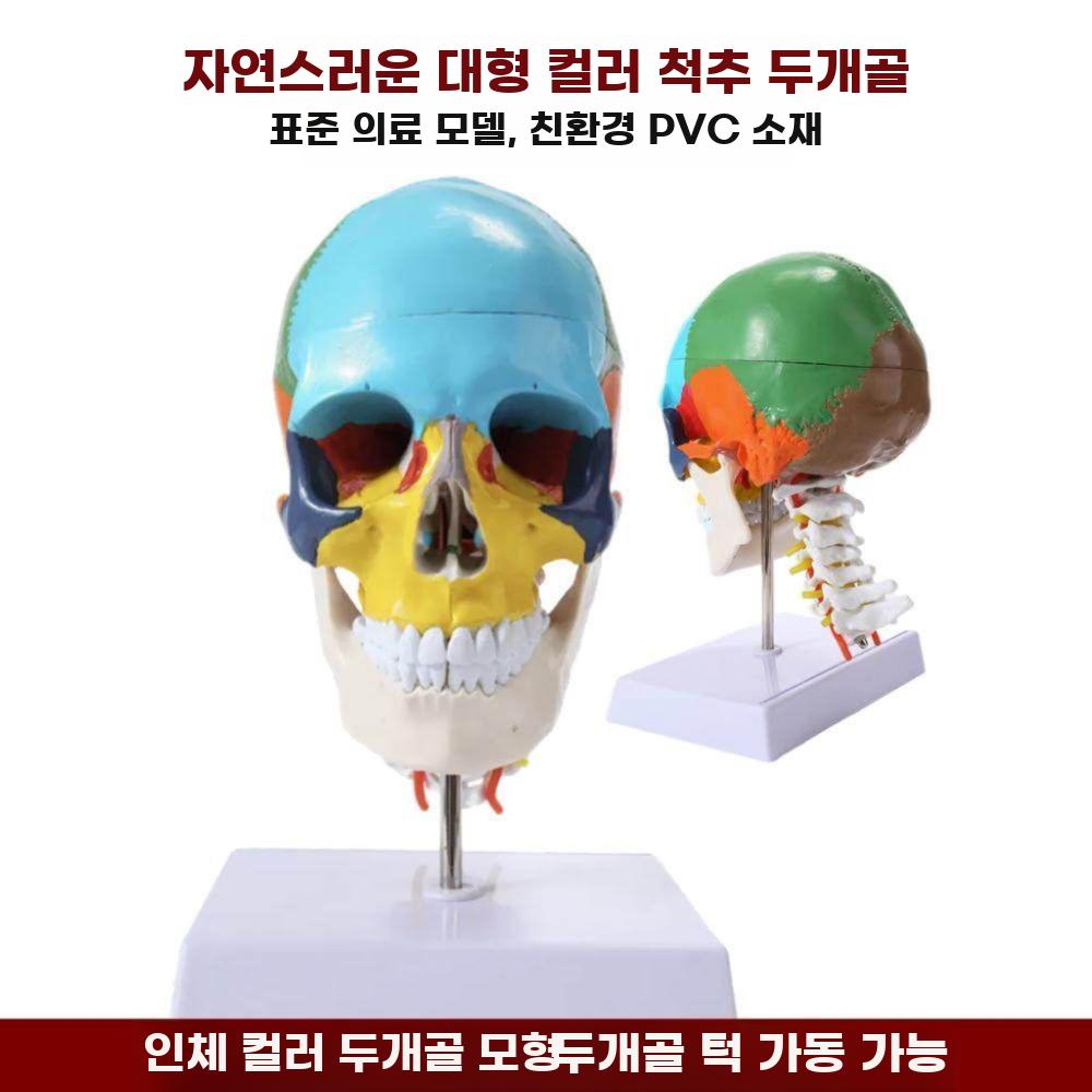 두개골모형 해골 머리뼈 모델 머리 골격 구조 표본 분리형 컬러 두개골 - 상세 이미지 4